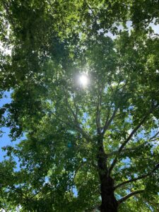 Sunshine through the trees at Barton College's 120th Commencement Exercises